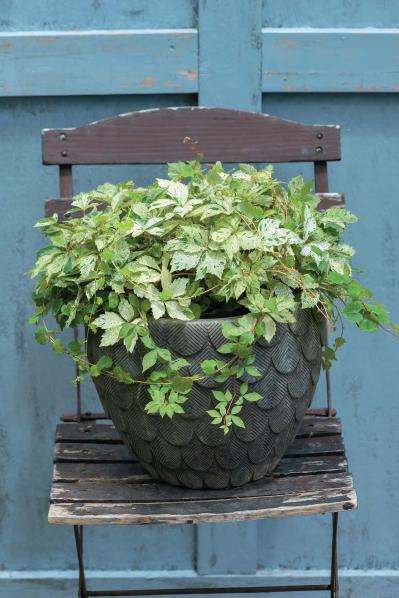 涼やかに秋まで長持ちする【夏の寄せ植え2選】植物は2種に絞ってシンプルに！（サムネイル画像3）