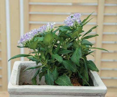少ないポットで華やかに！【ペンタス×ゴシキトウガラシ】の夏の寄せ植えレシピと長持ちさせる工夫（サムネイル画像15）
