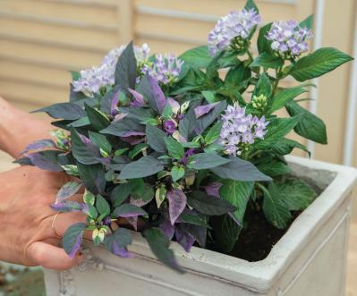 少ないポットで華やかに！【ペンタス×ゴシキトウガラシ】の夏の寄せ植えレシピと長持ちさせる工夫（サムネイル画像17）