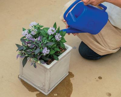 少ないポットで華やかに！【ペンタス×ゴシキトウガラシ】の夏の寄せ植えレシピと長持ちさせる工夫（サムネイル画像21）