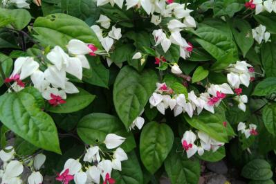酷暑でもぐんぐん育つ！グリーンカーテンやフェンスに使える夏のつる性植物【8選】（サムネイル画像2）