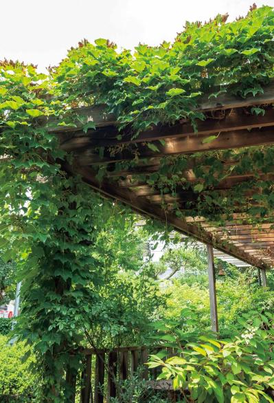 夏の暑さで植物を弱らせないために今できること3つ｜地温を下げるグラウンドカバー・二重鉢・日陰づくり（サムネイル画像12）