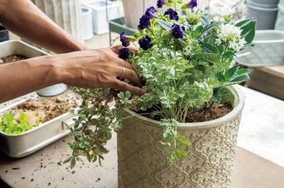 猛暑でもきれいが続く【暑さに強い寄せ植え】の作り方と苗選びのコツ（サムネイル画像15）