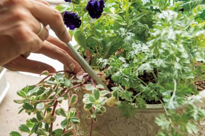 猛暑でもきれいが続く【暑さに強い寄せ植え】の作り方と苗選びのコツ（サムネイル画像17）