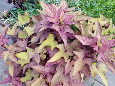 酷暑でもぐんぐん育つ！グリーンカーテンやフェンスに使える夏のつる性植物【8選】（サムネイル画像15）