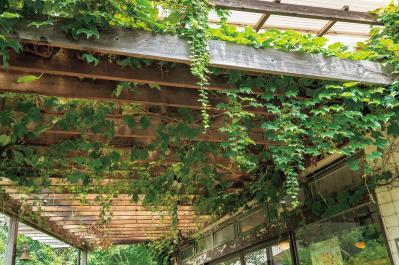 夏の暑さで植物を弱らせないために今できること3つ｜地温を下げるグラウンドカバー・二重鉢・日陰づくり（サムネイル画像13）