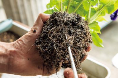 猛暑でもきれいが続く【暑さに強い寄せ植え】の作り方と苗選びのコツ（サムネイル画像10）