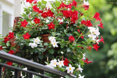 酷暑でもぐんぐん育つ！グリーンカーテンやフェンスに使える夏のつる性植物【8選】（サムネイル画像5）