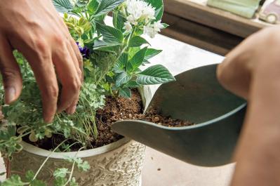猛暑でもきれいが続く【暑さに強い寄せ植え】の作り方と苗選びのコツ（サムネイル画像16）