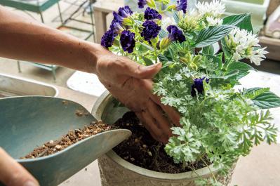 猛暑でもきれいが続く【暑さに強い寄せ植え】の作り方と苗選びのコツ（サムネイル画像13）