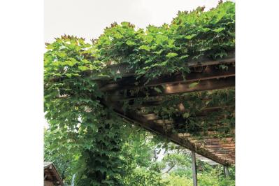 夏の暑さで植物を弱らせないために今できること3つ｜地温を下げるグラウンドカバー・二重鉢・日陰づくり（サムネイル画像）