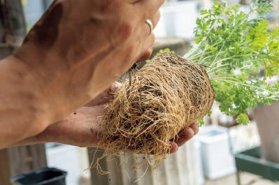 猛暑でもきれいが続く【暑さに強い寄せ植え】の作り方と苗選びのコツ（サムネイル画像12）