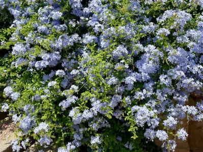 酷暑でもぐんぐん育つ！グリーンカーテンやフェンスに使える夏のつる性植物【8選】（サムネイル画像7）