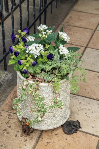 猛暑でもきれいが続く【暑さに強い寄せ植え】の作り方と苗選びのコツ（サムネイル画像18）