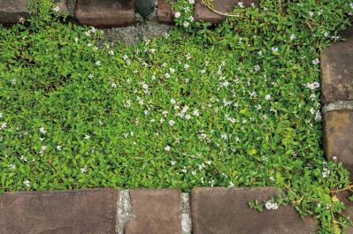 夏の暑さで植物を弱らせないために今できること3つ｜地温を下げるグラウンドカバー・二重鉢・日陰づくり（サムネイル画像4）