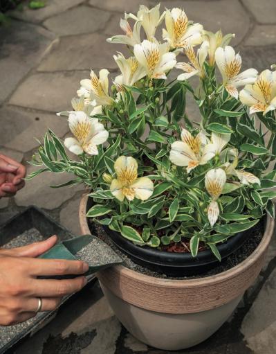 夏の暑さで植物を弱らせないために今できること3つ｜地温を下げるグラウンドカバー・二重鉢・日陰づくり（サムネイル画像11）