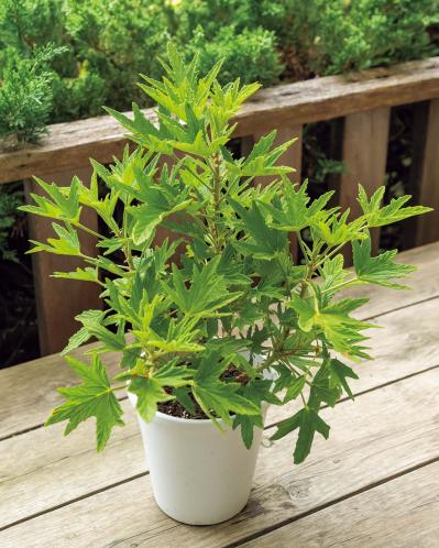夏におすすめ【虫よけにもなる植物】5選｜ワームウッドからレモンゼラニウムまで（サムネイル画像6）