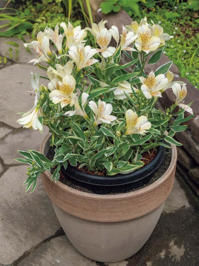 夏の暑さで植物を弱らせないために今できること3つ｜地温を下げるグラウンドカバー・二重鉢・日陰づくり（サムネイル画像8）