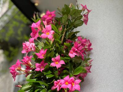 酷暑でもぐんぐん育つ！グリーンカーテンやフェンスに使える夏のつる性植物【8選】（サムネイル画像4）
