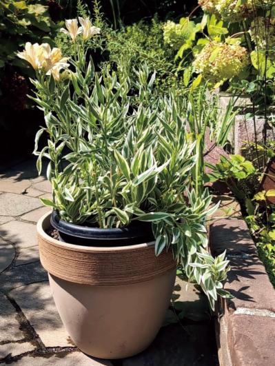 夏の暑さで植物を弱らせないために今できること3つ｜地温を下げるグラウンドカバー・二重鉢・日陰づくり（サムネイル画像9）