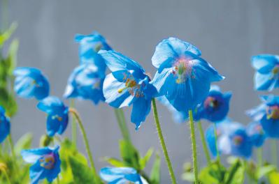 暑さを忘れる夏の涼旅・花巡りへ！標高1770mの雲海ハーブガーデンと月山の天空湿原で高山植物に癒やされる（サムネイル画像5）
