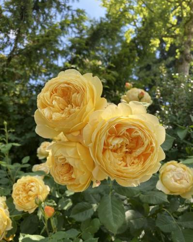 赤・白・ピンク・黄…バラの花色に込められた意味とは？贈り方にも役立つ色のメッセージ（サムネイル画像5）