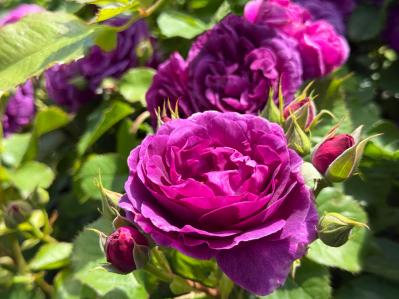 赤・白・ピンク・黄…バラの花色に込められた意味とは？贈り方にも役立つ色のメッセージ（サムネイル画像6）