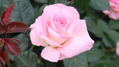 赤・白・ピンク・黄…バラの花色に込められた意味とは？贈り方にも役立つ色のメッセージ（サムネイル画像4）