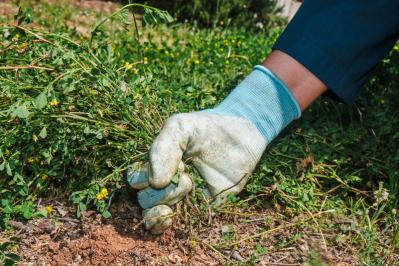 雑草と戦わない庭づくり：雑草を全部抜くのはもうやめよう！ラクにきれいを保つ「選択的除草」（サムネイル画像3）