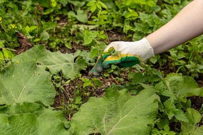 雑草と戦わない庭づくり：雑草を全部抜くのはもうやめよう！ラクにきれいを保つ「選択的除草」（サムネイル画像6）