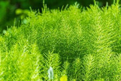 雑草と戦わない庭づくり：雑草を全部抜くのはもうやめよう！ラクにきれいを保つ「選択的除草」（サムネイル画像8）