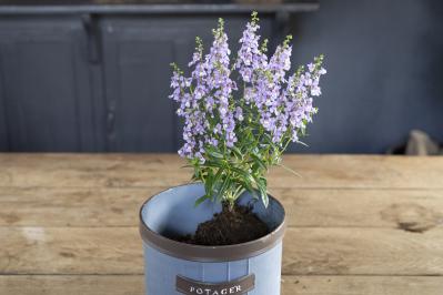 酷暑でも涼しげに咲く【ブルー＆パープルの夏の寄せ植え】2例｜センスよく作る2つのポイントとは？（サムネイル画像13）