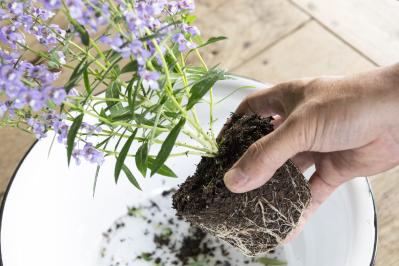 酷暑でも涼しげに咲く【ブルー＆パープルの夏の寄せ植え】2例｜センスよく作る2つのポイントとは？（サムネイル画像9）