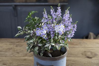 酷暑でも涼しげに咲く【ブルー＆パープルの夏の寄せ植え】2例｜センスよく作る2つのポイントとは？（サムネイル画像17）