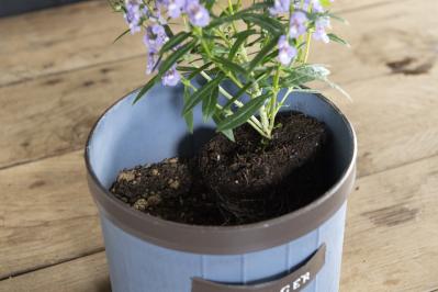酷暑でも涼しげに咲く【ブルー＆パープルの夏の寄せ植え】2例｜センスよく作る2つのポイントとは？（サムネイル画像10）