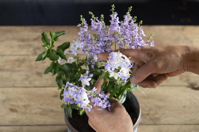 酷暑でも涼しげに咲く【ブルー＆パープルの夏の寄せ植え】2例｜センスよく作る2つのポイントとは？（サムネイル画像14）