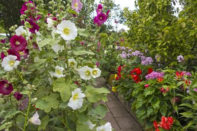 夏の庭が暑すぎる…そんな年こそ植えたい「野趣ある花」8選　オシロイバナからメドーセージまで