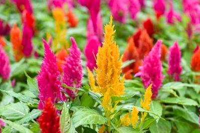 夏の庭が暑すぎる…そんな年こそ植えたい「野趣ある花」8選　オシロイバナからメドーセージまで（サムネイル画像9）
