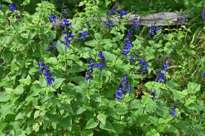 夏の庭が暑すぎる…そんな年こそ植えたい「野趣ある花」8選　オシロイバナからメドーセージまで（サムネイル画像11）