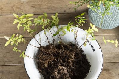 暑さに強く秋まで咲き続ける【ウォームカラーの夏の寄せ植え】株分けした葉ものがセンスアップのカギ！（サムネイル画像6）