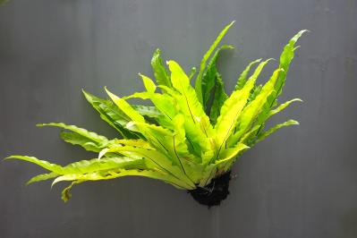 猛暑でも涼しげ！シダ植物の魅力と育て方のコツ　日陰や室内でも楽しめるおすすめ【8選】（サムネイル画像15）
