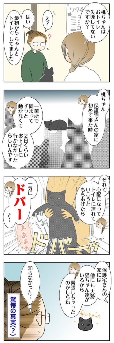 【マンガ・老猫日誌＃111】保護宅で2日間動かなかった桃姐の秘密〜思い出の老猫日誌・桃姐と小論（サムネイル画像2）