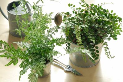 猛暑でも涼しげ！シダ植物の魅力と育て方のコツ　日陰や室内でも楽しめるおすすめ【8選】（サムネイル画像4）