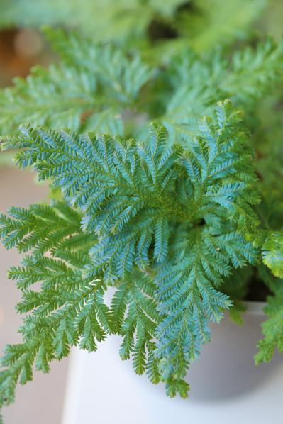 猛暑でも涼しげ！シダ植物の魅力と育て方のコツ　日陰や室内でも楽しめるおすすめ【8選】（サムネイル画像7）