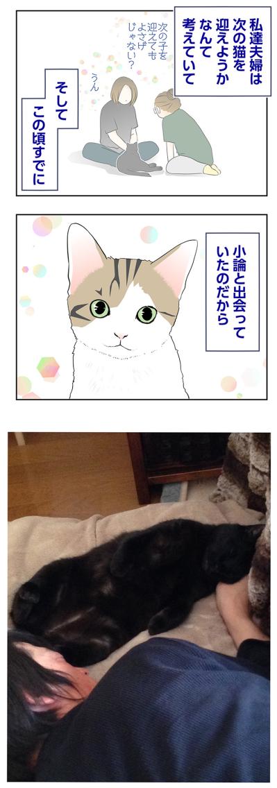 【マンガ・老猫日誌＃123】ウザがられてたかも…それでも伝え続けた想い〜思い出の老猫日誌・桃姐と小論（サムネイル画像3）
