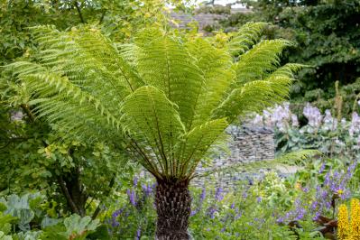 猛暑でも涼しげ！シダ植物の魅力と育て方のコツ　日陰や室内でも楽しめるおすすめ【8選】（サムネイル画像12）