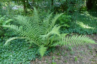 猛暑でも涼しげ！シダ植物の魅力と育て方のコツ　日陰や室内でも楽しめるおすすめ【8選】（サムネイル画像5）
