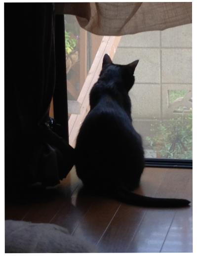 【マンガ・老猫日誌＃104】窓全開が招いた、まさかの事態〜思い出の老猫日誌・桃姐と小論（サムネイル画像3）