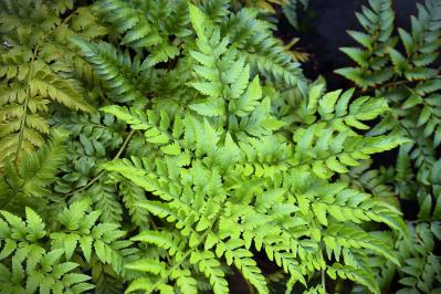 猛暑でも涼しげ！シダ植物の魅力と育て方のコツ　日陰や室内でも楽しめるおすすめ【8選】（サムネイル画像9）