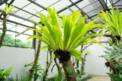 猛暑でも涼しげ！シダ植物の魅力と育て方のコツ　日陰や室内でも楽しめるおすすめ【8選】（サムネイル画像16）